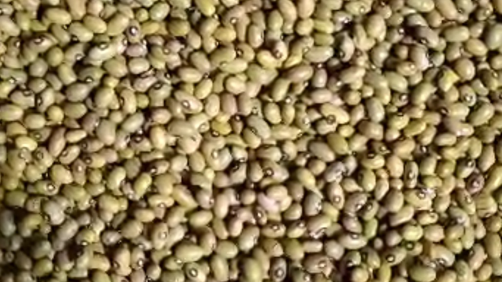 fagioli gialli freschi from Tanzania